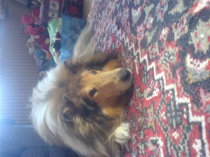 Collie langhåret Felix (Død) billede 2