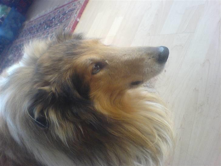 Collie langhåret Felix (Død) billede 3