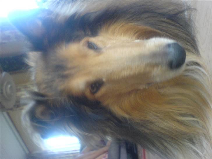 Collie langhåret Felix (Død) billede 4