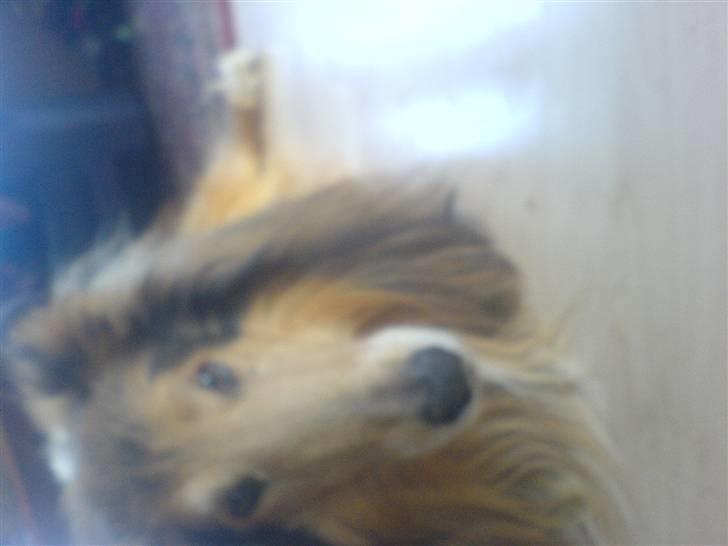 Collie langhåret Felix (Død) billede 5