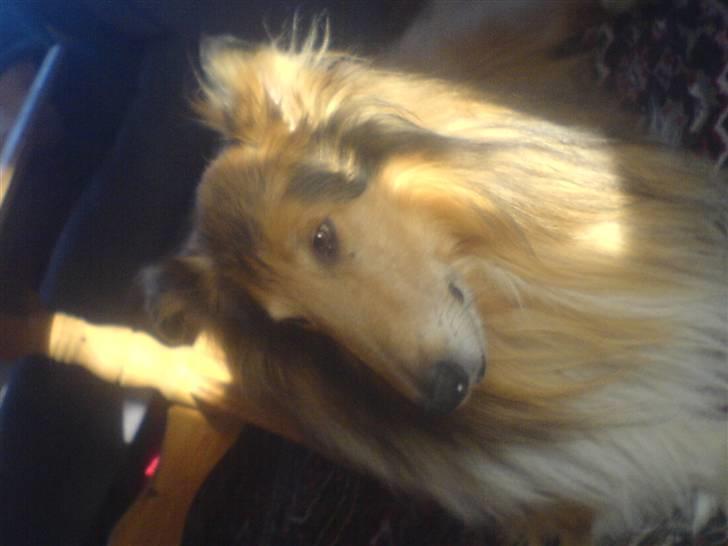 Collie langhåret Felix (Død) billede 6