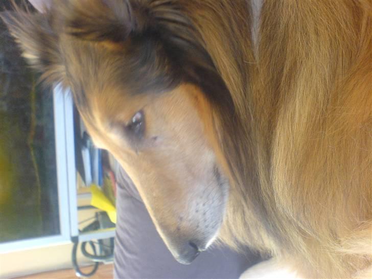 Collie langhåret Felix (Død) billede 7