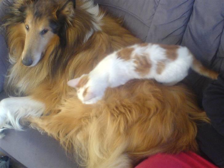 Collie langhåret Felix (Død) billede 8