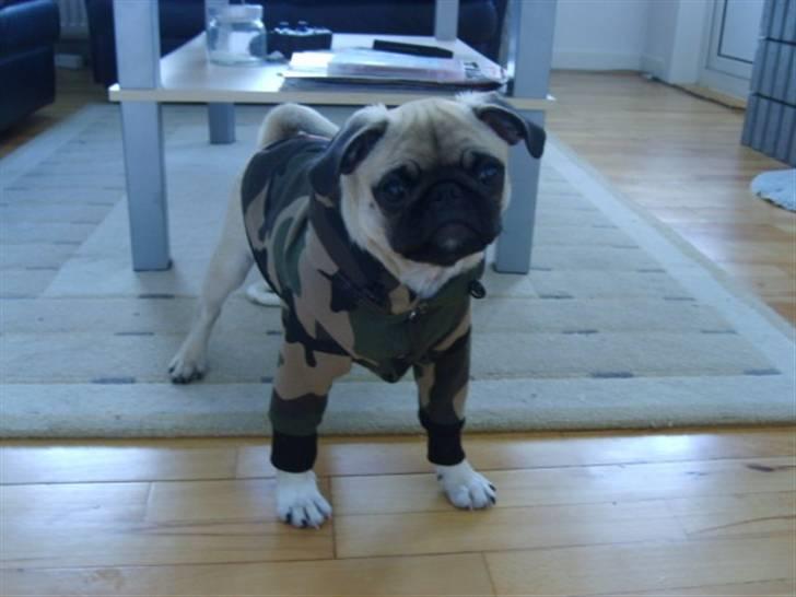 Mops ¤Luie¤ - En lille trøje til vinter skulle Luie da have:-) vi er ellers ikke meget for hunde med tøj, men han er da dejlig ikk? billede 15