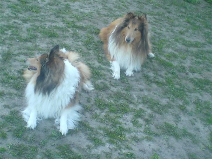 Collie langhåret Felix (Død) billede 9