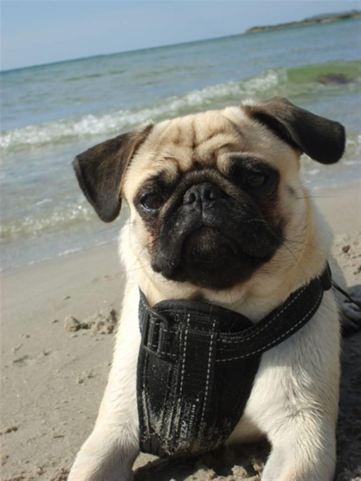 Mops ¤Luie¤ billede 16