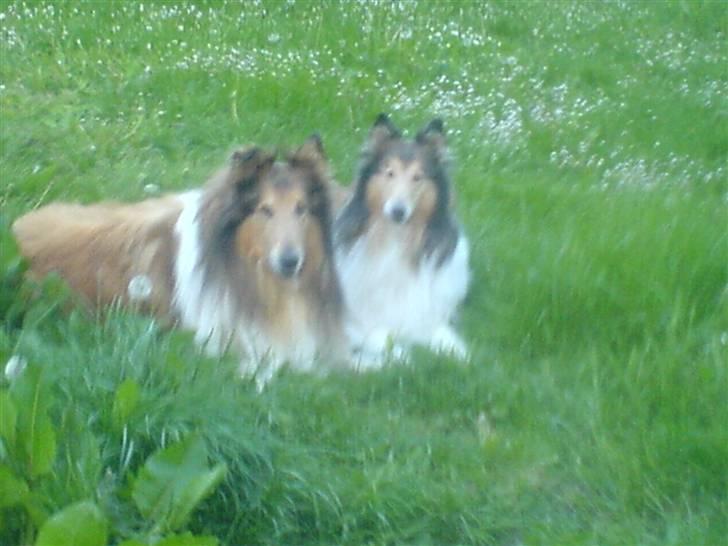 Collie langhåret Felix (Død) billede 10