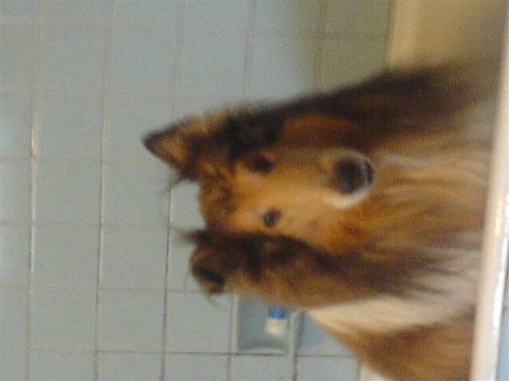 Collie langhåret Felix (Død) billede 11