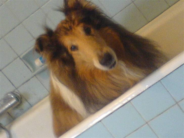 Collie langhåret Felix (Død) billede 12