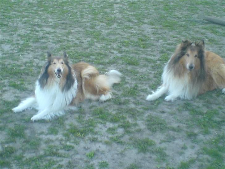 Collie langhåret Felix (Død) billede 13