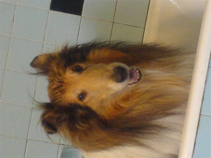 Collie langhåret Felix (Død) billede 14