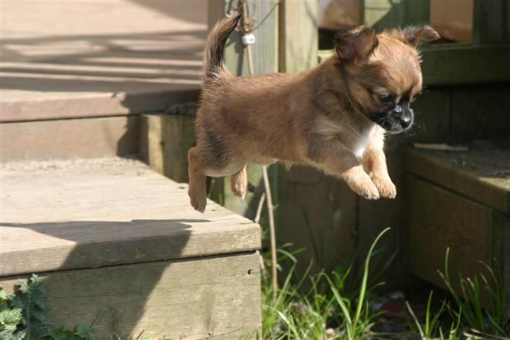 Chihuahua Mille - hopla og ud i verden - mille er 6 uger på billedet og det er taget hos opdrætteren billede 1