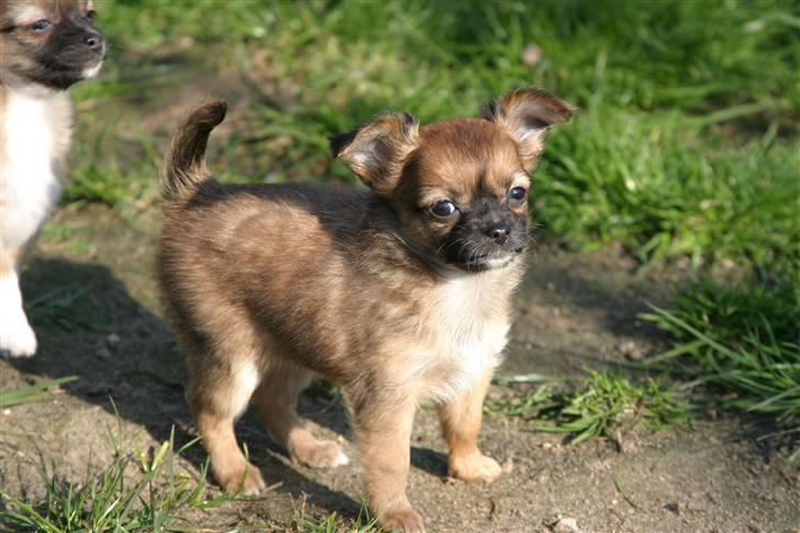 Chihuahua Mille - Så skøn er jeg billede 2