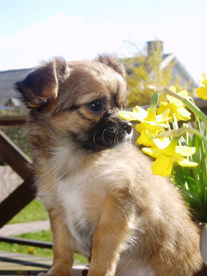 Chihuahua Mille - En rigtig fotomodel - synes i ikke? billede 3