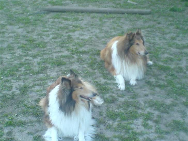 Collie langhåret Felix (Død) billede 15