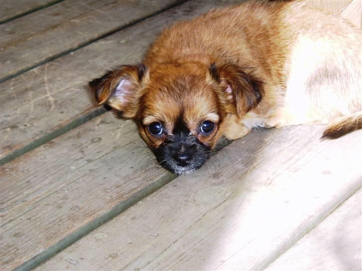 Chihuahua Mille - Man kan vel blive lidt træt.  billede 4