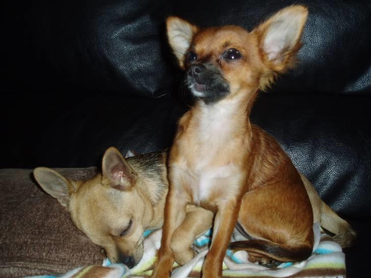 Chihuahua Mille - Snøvsen min ven - så vågn dog op og leg. billede 5