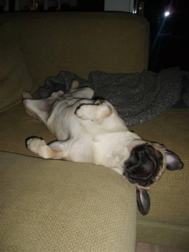 Mops ¤Luie¤ - Så bliver der sovet igennem:-) billede 17