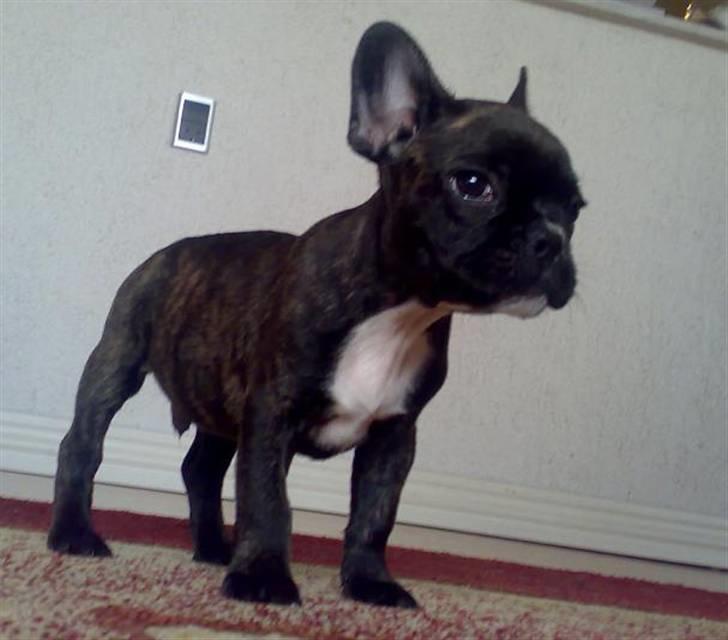 Fransk bulldog Dino billede 1