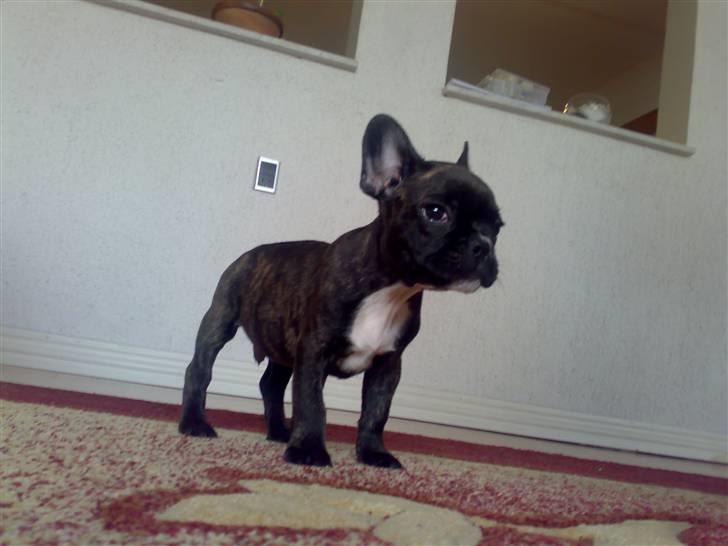 Fransk bulldog Dino billede 2