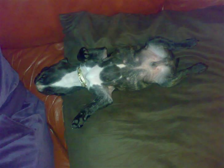 Fransk bulldog Dino billede 3