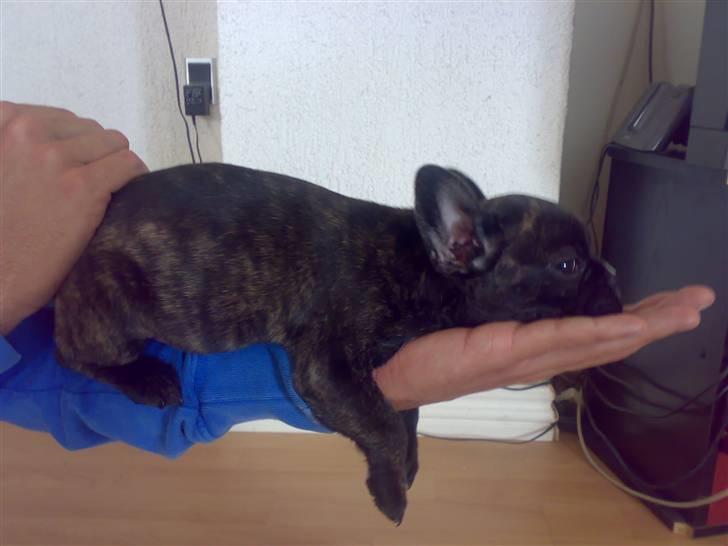 Fransk bulldog Dino billede 4