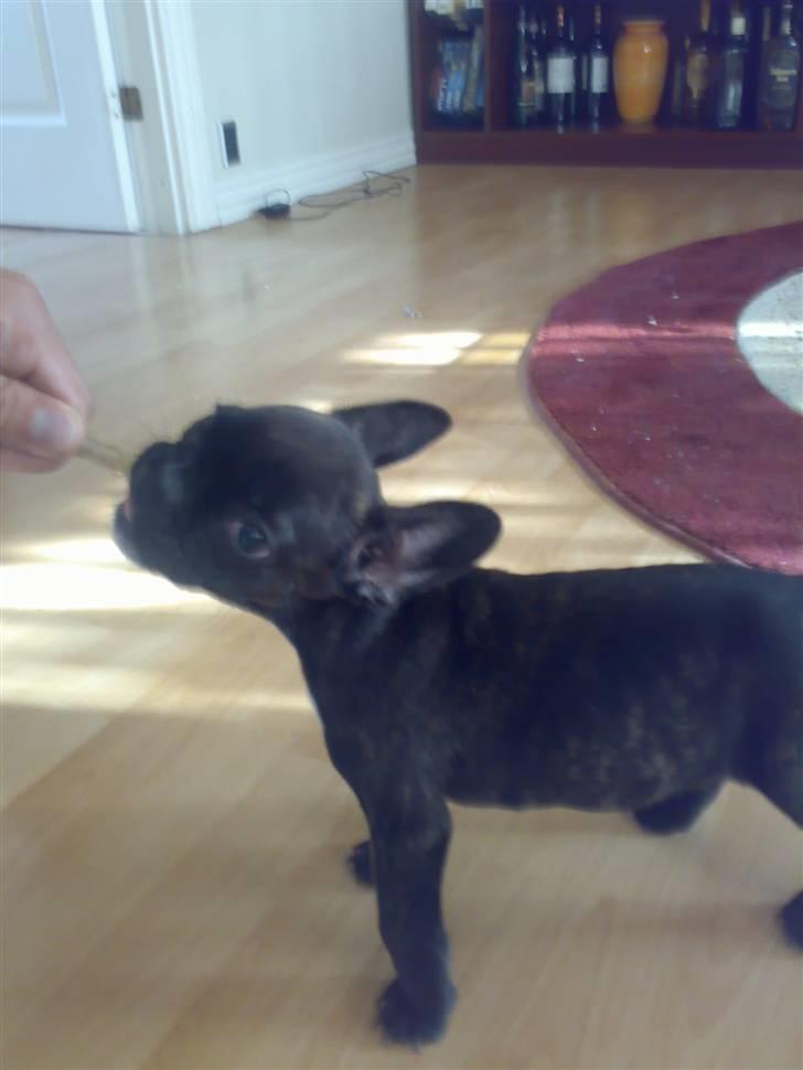 Fransk bulldog Dino billede 5