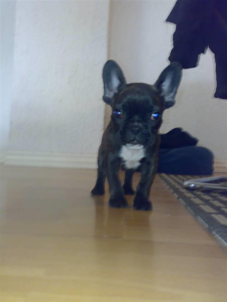 Fransk bulldog Dino billede 6