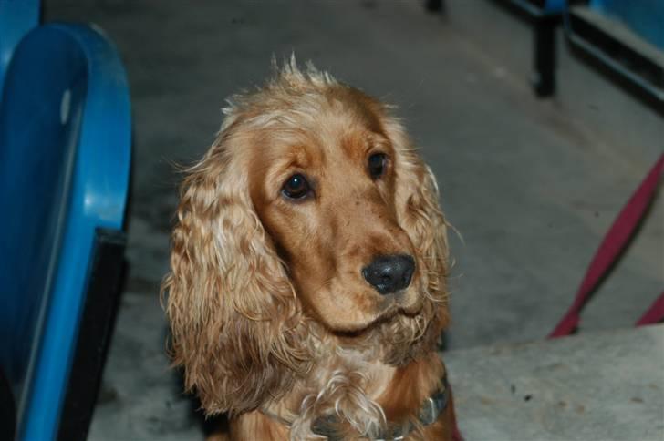 Cocker spaniel Frida - Her er jeg blevet 1 år. Er på Vilhelmsborg til stort ridestævne. Det var ret spændende. billede 12