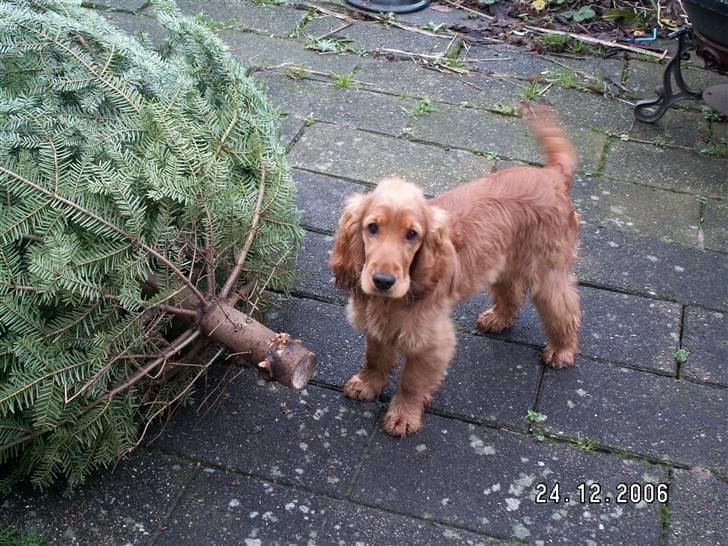 Cocker spaniel Frida - Her har jeg lige været ude og hente juletræet til julen 2006. Det var bare så hyggeligt og sjovt. billede 13