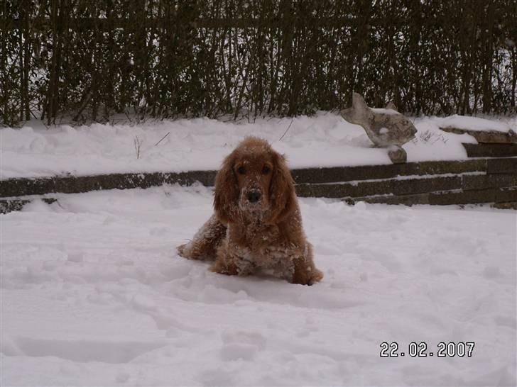 Cocker spaniel Frida - Sne er godt nok en underlig fætter. Men meget sjovt at lege i, bare ikke med alle mine faner. De bliver tunge af sne. billede 14