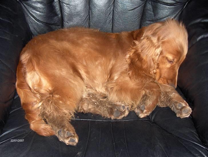 Cocker spaniel Frida - Uha, man bliver træt efter en hel dag på ridecentret.  billede 15