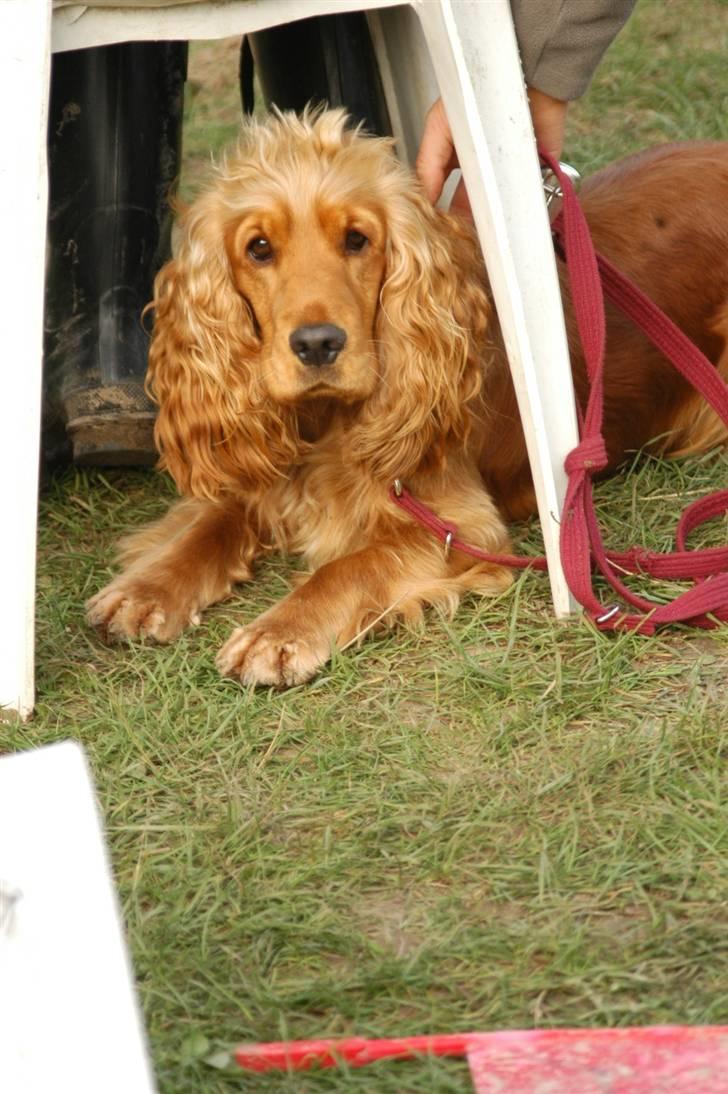 Cocker spaniel Frida - Nu er jeg endnu engang med til springstævne på en rideskole. Øv, for jeg skal være i snor og det er jeg ikke vant til. billede 16