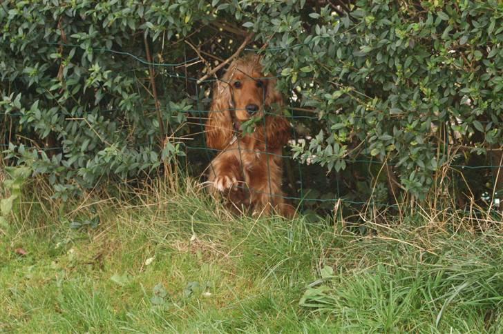 Cocker spaniel Frida - Luk mig så ud af den have så jeg kan komme ud på marken og lege med alle jer andre. billede 17