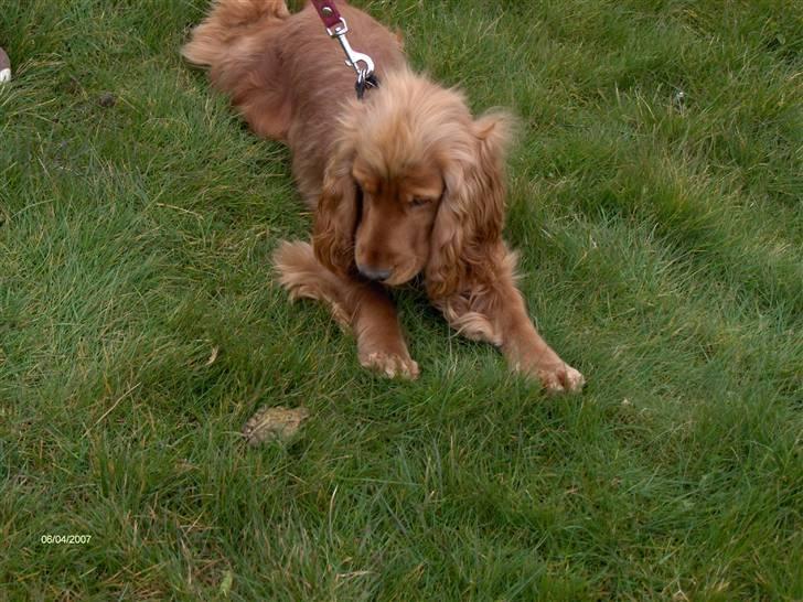 Cocker spaniel Frida - Mit første møde med en frø. billede 18