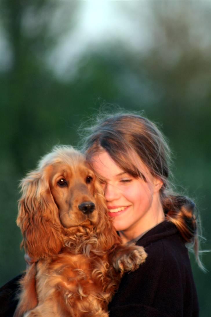 Cocker spaniel Frida - Ja, dette billede behøver vist ikke så mange ord. Det taler for sig selv..... billede 19