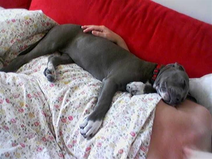 Amerikansk staffordshire terrier Alou billede 6