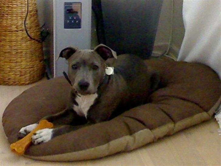 Amerikansk staffordshire terrier Alou billede 7