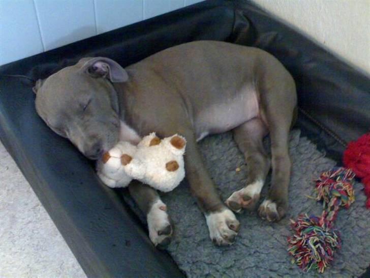Amerikansk staffordshire terrier Alou - Mmm... sikke en dejlig seng jeg har fået mig... og en fin lille bamse.. billede 8