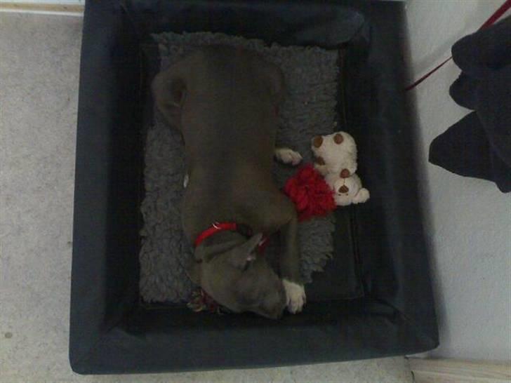 Amerikansk staffordshire terrier Alou billede 9