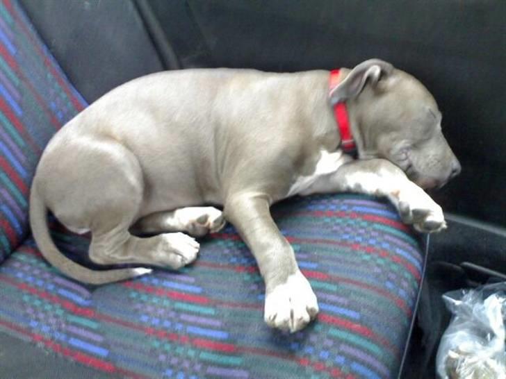 Amerikansk staffordshire terrier Alou - Første tur i bil - fra Sjælland til Nordjylland.. billede 10