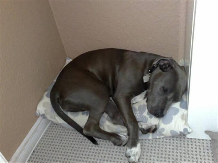 Amerikansk staffordshire terrier Alou billede 12