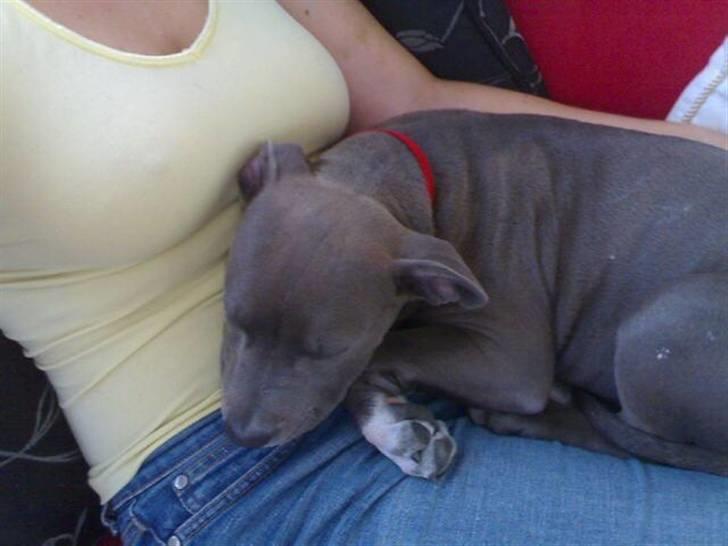 Amerikansk staffordshire terrier Alou billede 13