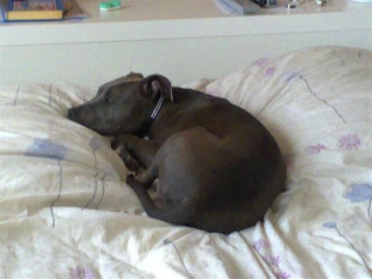 Amerikansk staffordshire terrier Alou - Hvis jeg nu ruller mig godt sammen, opdager de mig ALDRIG :o) billede 14