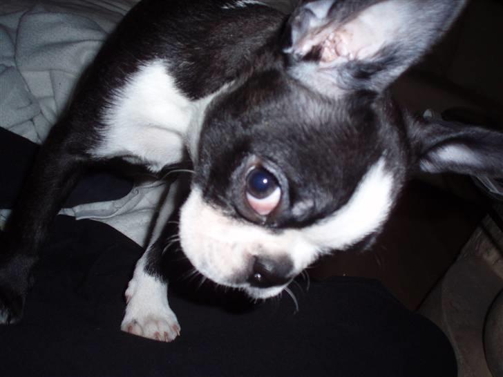 Boston terrier Emma - ohøj! billede 9