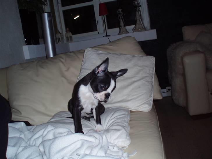 Boston terrier Emma - hva er det der er dernede?? billede 10