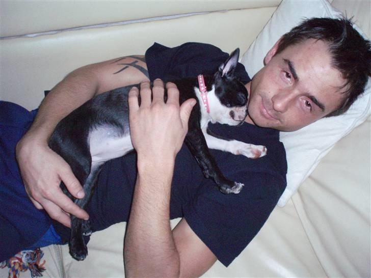 Boston terrier Emma - intet er mere trygt i verden, end i fars arme.. billede 11