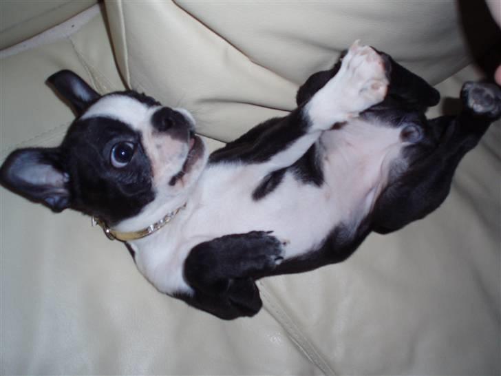 Boston terrier Emma - Pjatter lige....... billede 12
