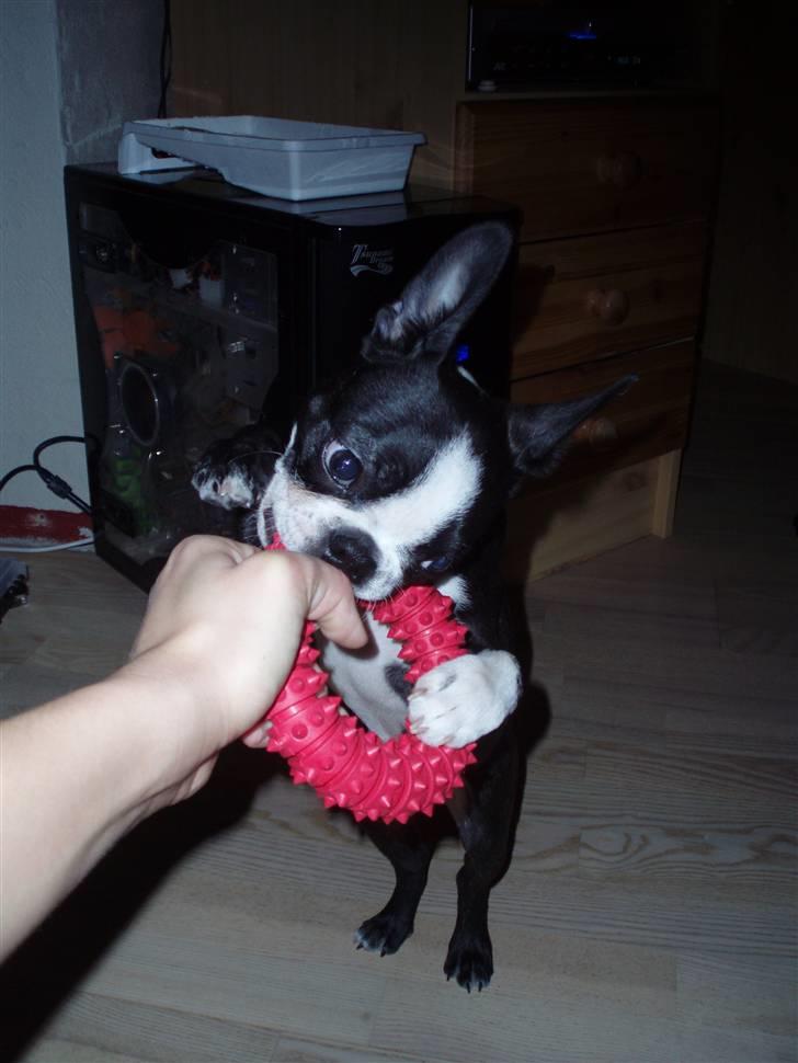 Boston terrier Emma - leger lige.. billede 13