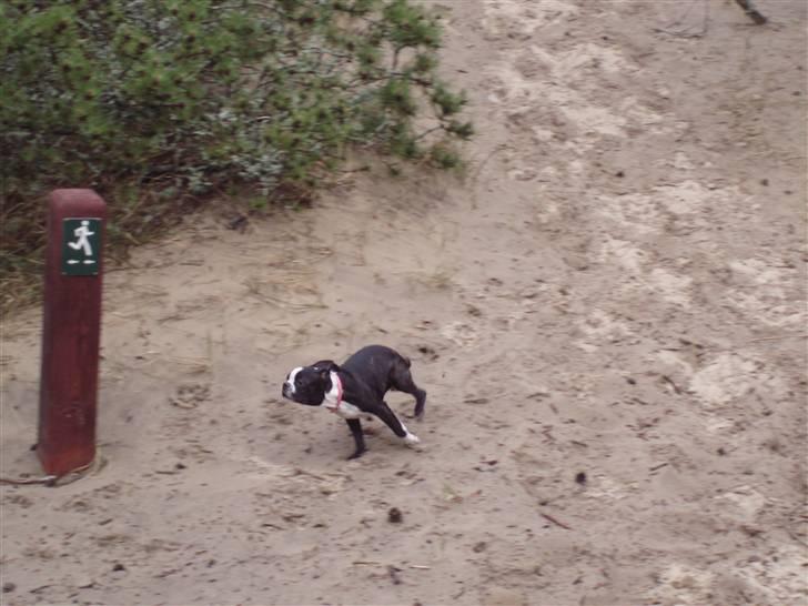 Boston terrier Emma - her kommmmmmerrr JEG... billede 14
